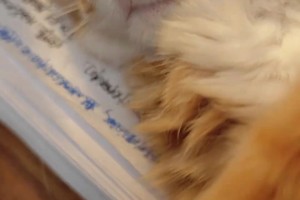 網(wǎng)友問詹俊：斯洛特圣誕前會下課嗎，希望滕哈赫來??詹俊無語了